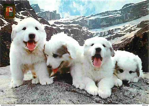 Carte postale animaux - carte,