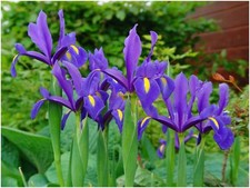 40 Bulbes Fleurs Vivaces Iris Bleu Néerlandais Printemps Été