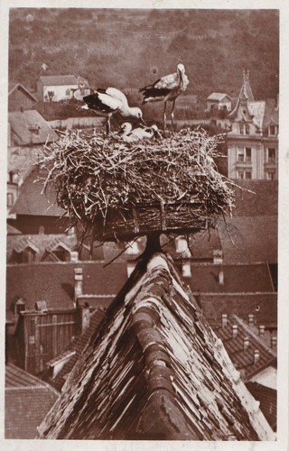 Cpa alsace colmar cigognes - alsace,