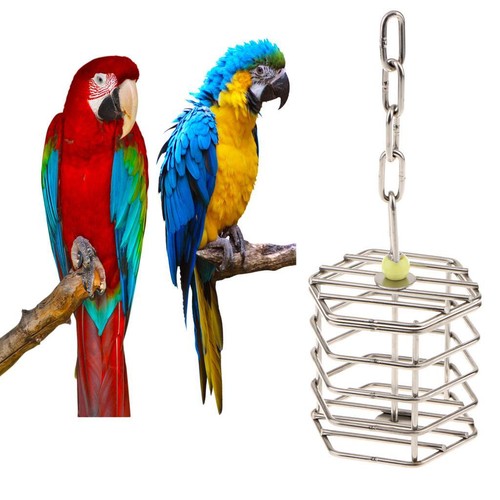 Animal compagnie oiseau - animal,
