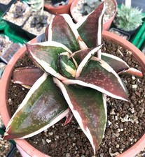 Gasteria cv GAGYU-RYU NISHIKI