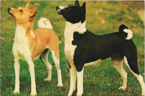 Cpa basenji dog - ak, (1178633)