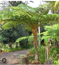 Australian Tree Fern. 1g