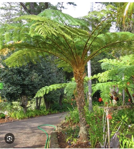 Australian tree fern - fern., 1g