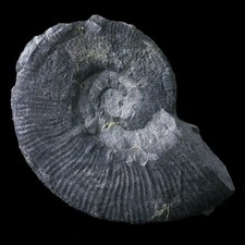 ★☆ CRIOCERATITE DUVALI de la Drôme - 6,2 cm - B31-34 ☆★