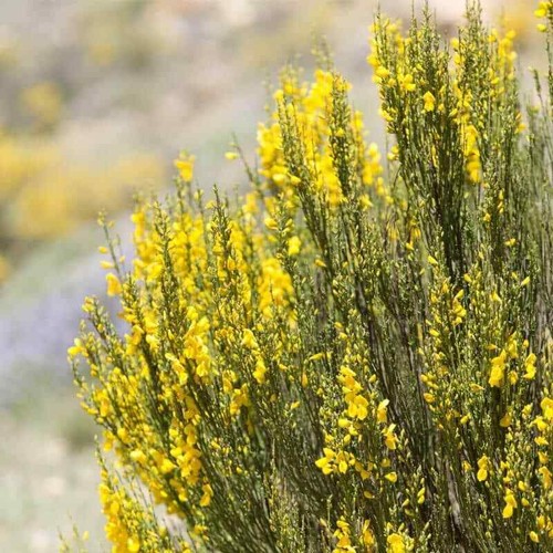 Graines genista cinerea - genista,