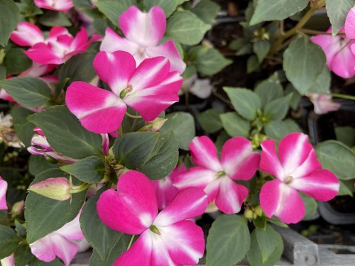 Impatiens goutte sang rose - impatiens, de