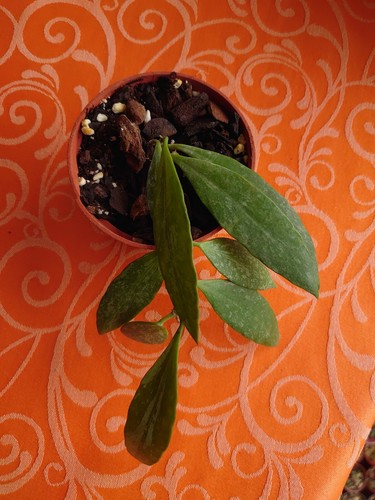 Hoya mémoria gracilis - ,