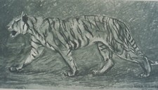 "John Macallan SWAN : Study of