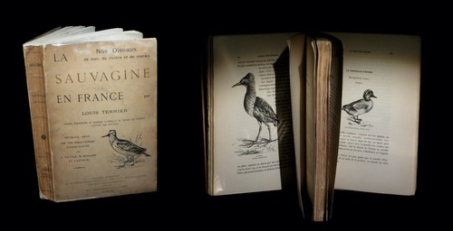 Ornithologie chasse - [ornithologie,