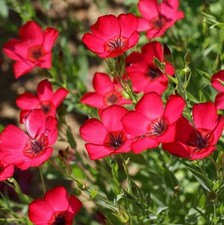 Lot De 50 Graines De Lin A Grandes Fleurs Rouge Variées Semences Graines Seed
