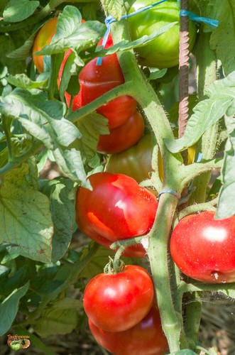 Lot graines de tomate - lot,