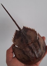 curiosité , taxidermie ,Coquillage : limule naturalisée #6