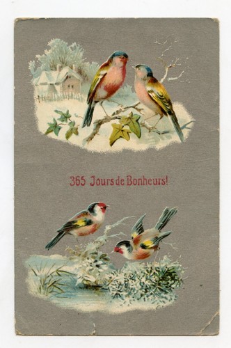 Oiseau chardonneret bird - chardonneret,