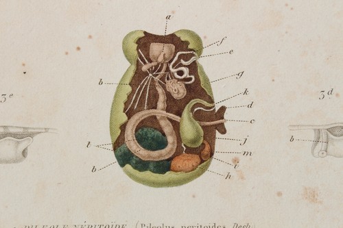 Molluscs engraving animal - molluscs,