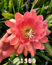 Rare epiphyllum - rare,