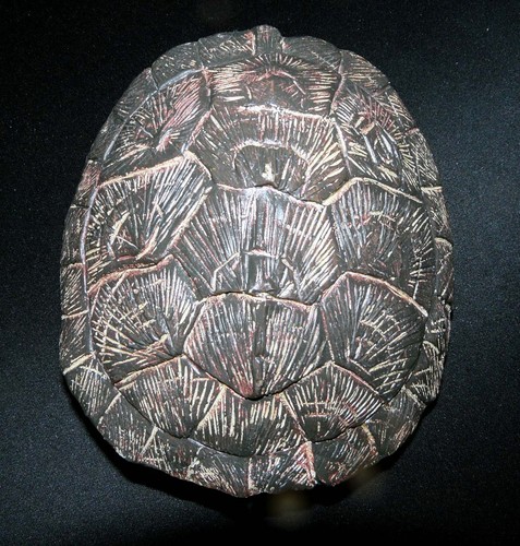 Carapace tortue - de,