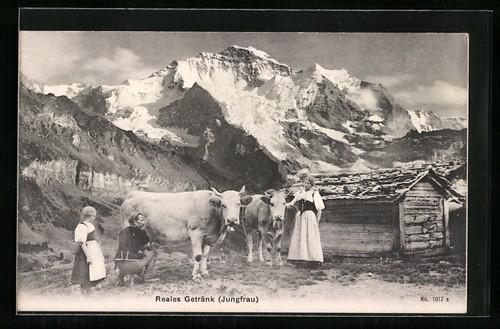 Vache laitière est traite - la,