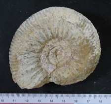 Ammonite fossile Bajocien