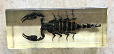Scorpion résine inclusion - scorpion,,