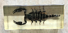 Scorpion, résine inclusion insecte, dimensions 11 x 4,5 cm, bon état général.