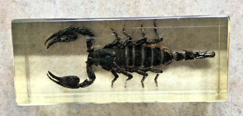 Scorpion résine inclusion - résine,