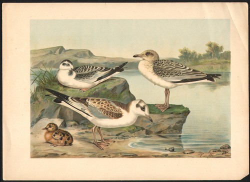 1896 grande lithographie - 1896,