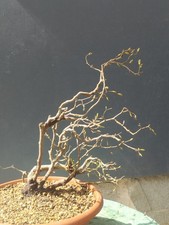 Pré-bonsaï carpin noir 40 x