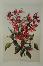 Lithographie couleur originale