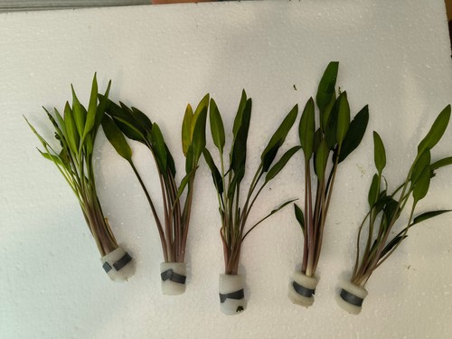 Cryptocoryne undulatus plante - cryptocoryne, undulatus,