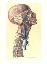 Cabinet de curiosité planche