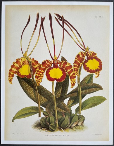 Botanique orchidées oncidium - botanique,
