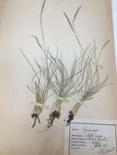 Herbier Herboriste Graminée 1900 Planche Botanique Histoire Naturelle n 8