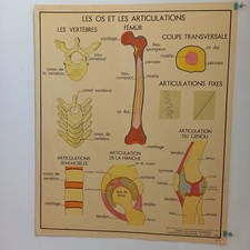 Affiche pédagogique, scolaire - Tableau des sciences ROSSIGNOL - Années 50 - 60
