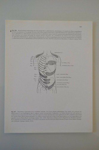 Planche anatomie humaine - planche, d'anatomie