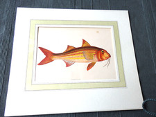gravure couleur "poisson