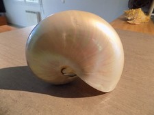 Coquillage :  NEW NAUTILIDAE