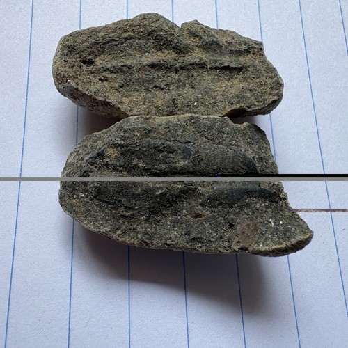 Cretaceous crab claw - crab,