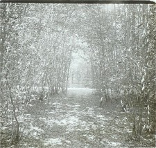 Ballade en Forêt Nature, Photo Stereo Vintage Plaque Verre VR3L8n18