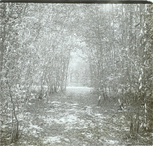 Ballade forêt nature - ballade,