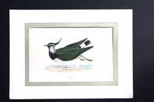 Gravure anglaise ancienne de