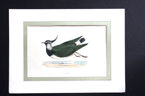 Gravure anglaise ancienne - , de