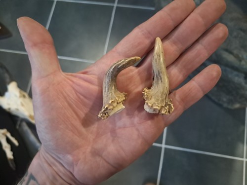 Paire bois chevreuil - bois,