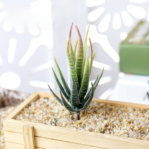 Fausse plante aloès - plante, pour