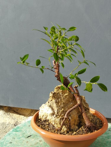 Bonsaï ficus 40x25 pot - ficus,