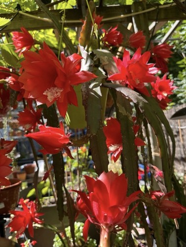 Epiphyllum cactus orchidée - orchidée,