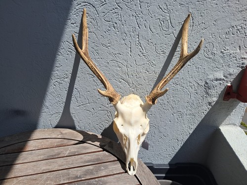 Crâne cerf sika cervus - cerf, ;