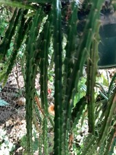 Aporocactus Tangerine ,  bouture, cutting