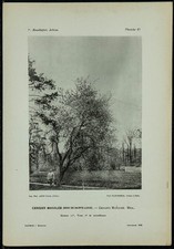 1898 - Cerisier Mahaleb -