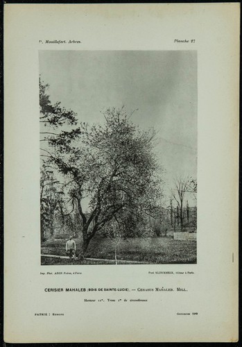 1898 cerisier mahaleb - -,